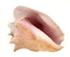 seashell_small